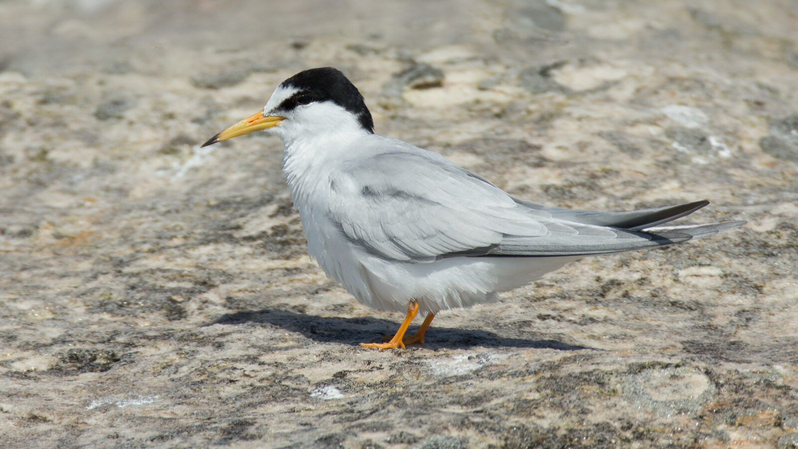 Little Tern