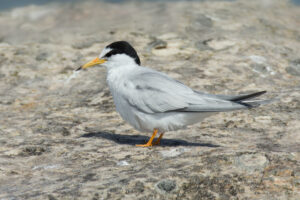 Little Tern
