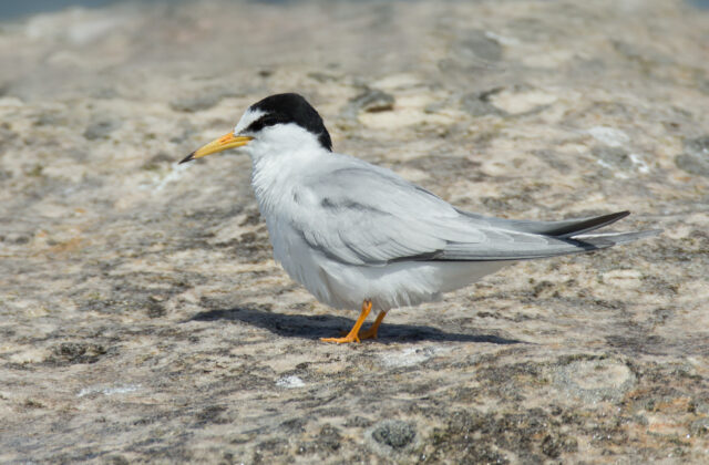 Little Tern