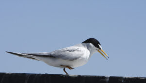 Least Tern