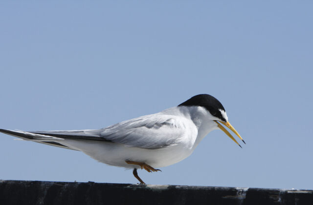 Least Tern