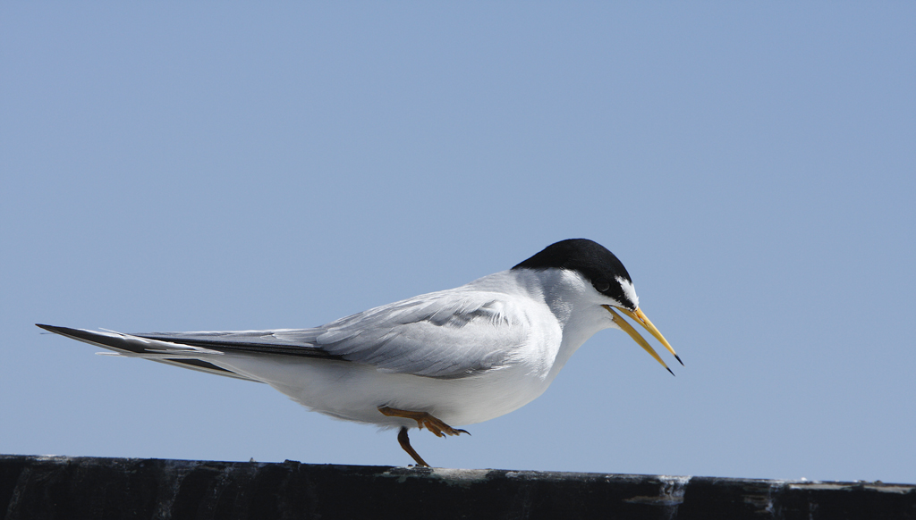 Least Tern