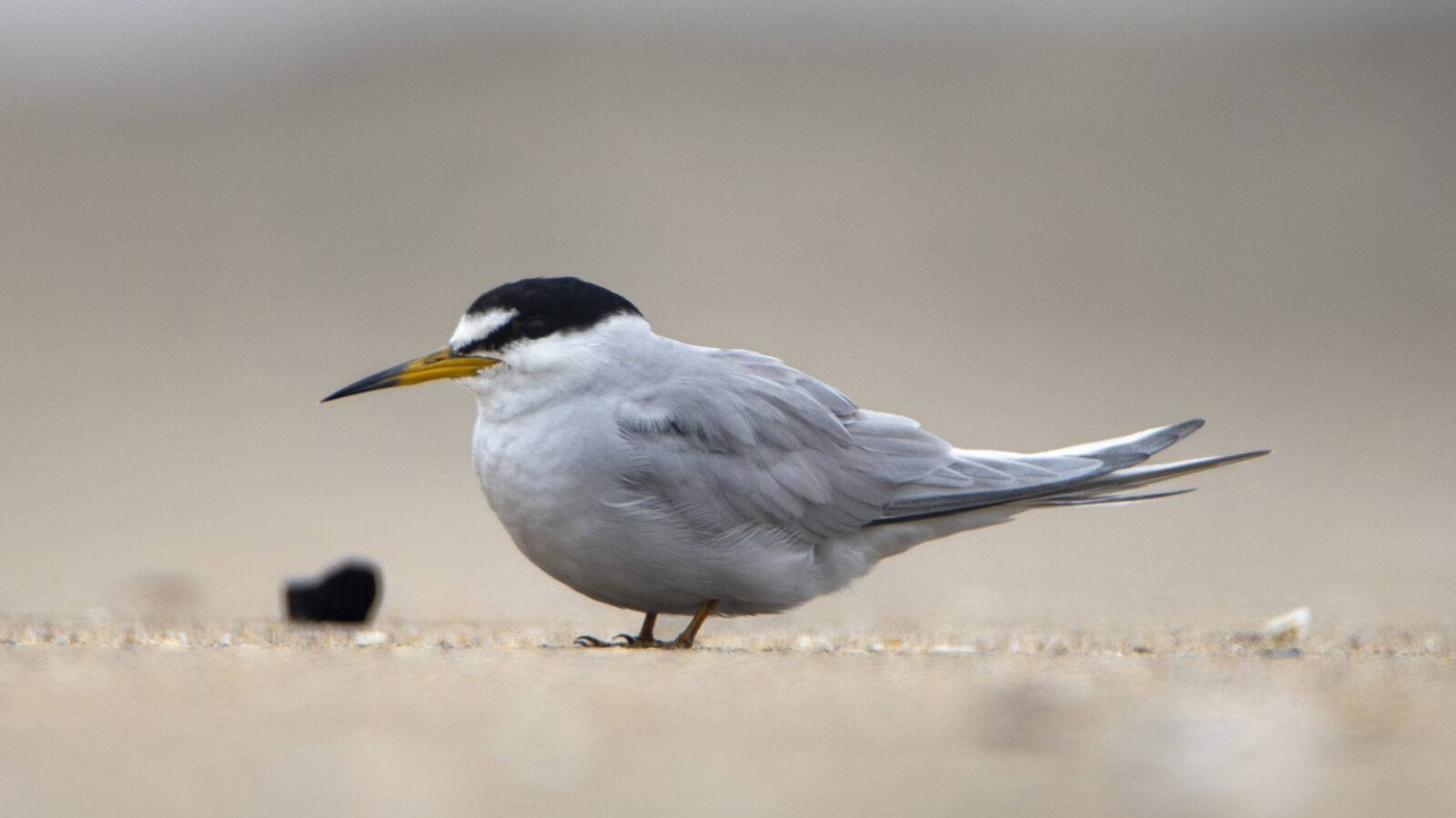 Peruvian Tern