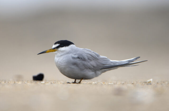Peruvian Tern