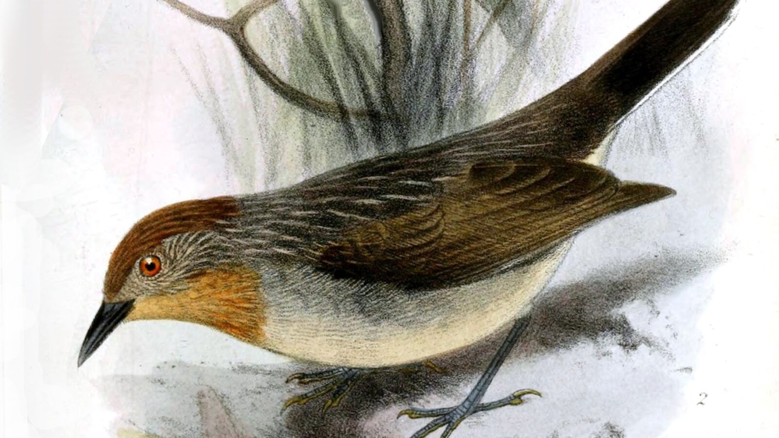 Rusty-crowned Babbler