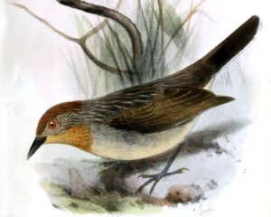 Rusty-crowned Babbler