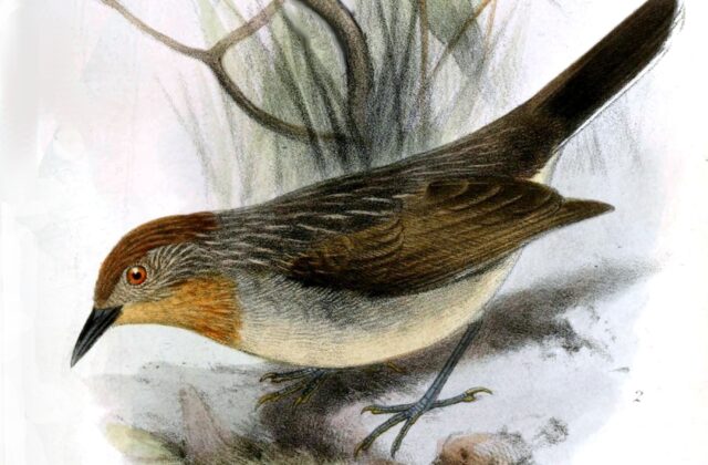 Rusty-crowned Babbler