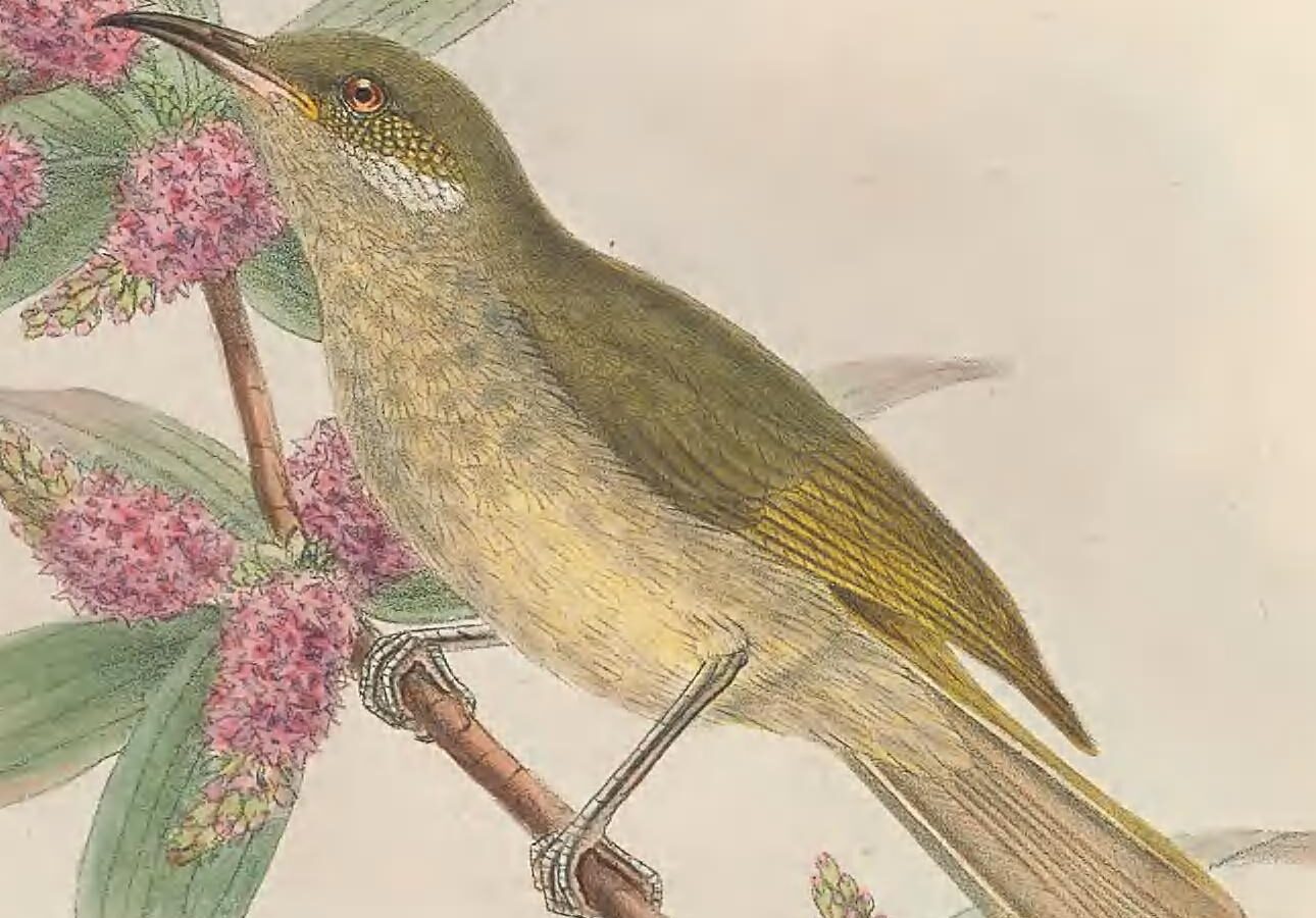 Olive Honeyeater