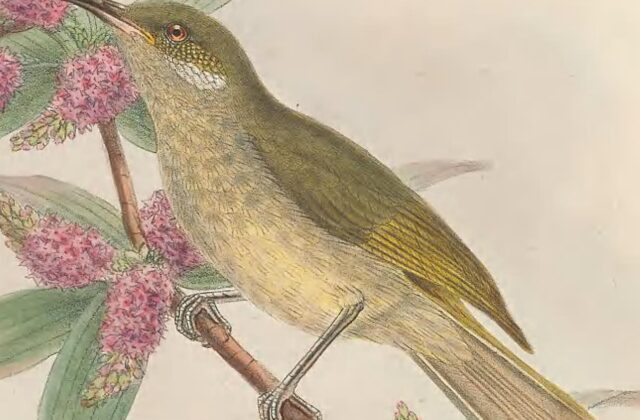 Olive Honeyeater