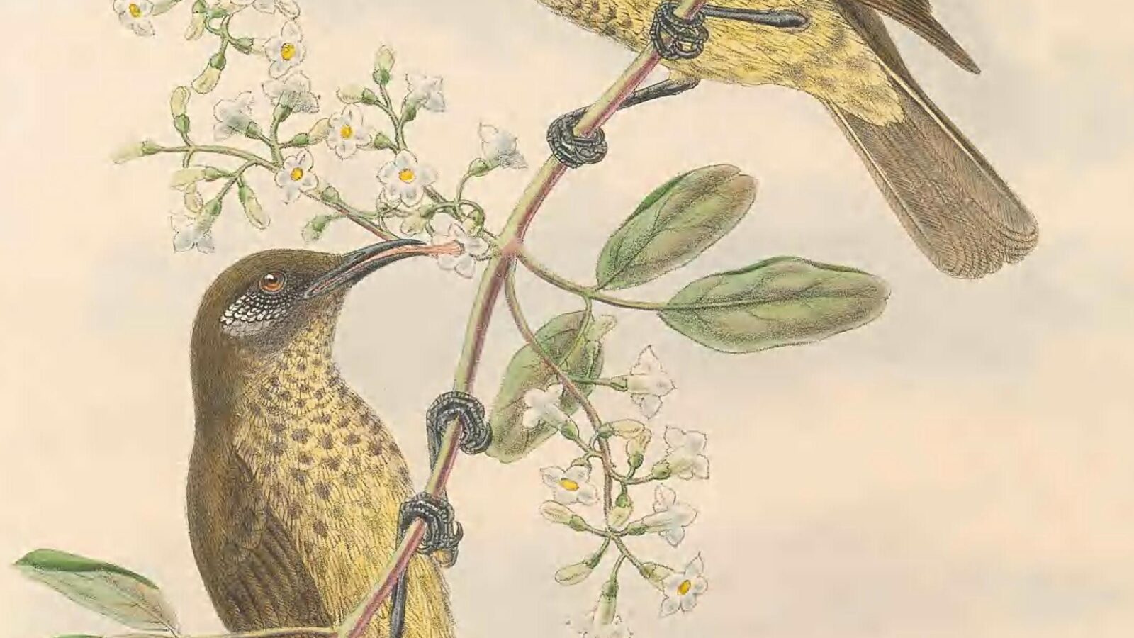 Scaly-breasted Honeyeater