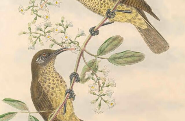 Scaly-breasted Honeyeater