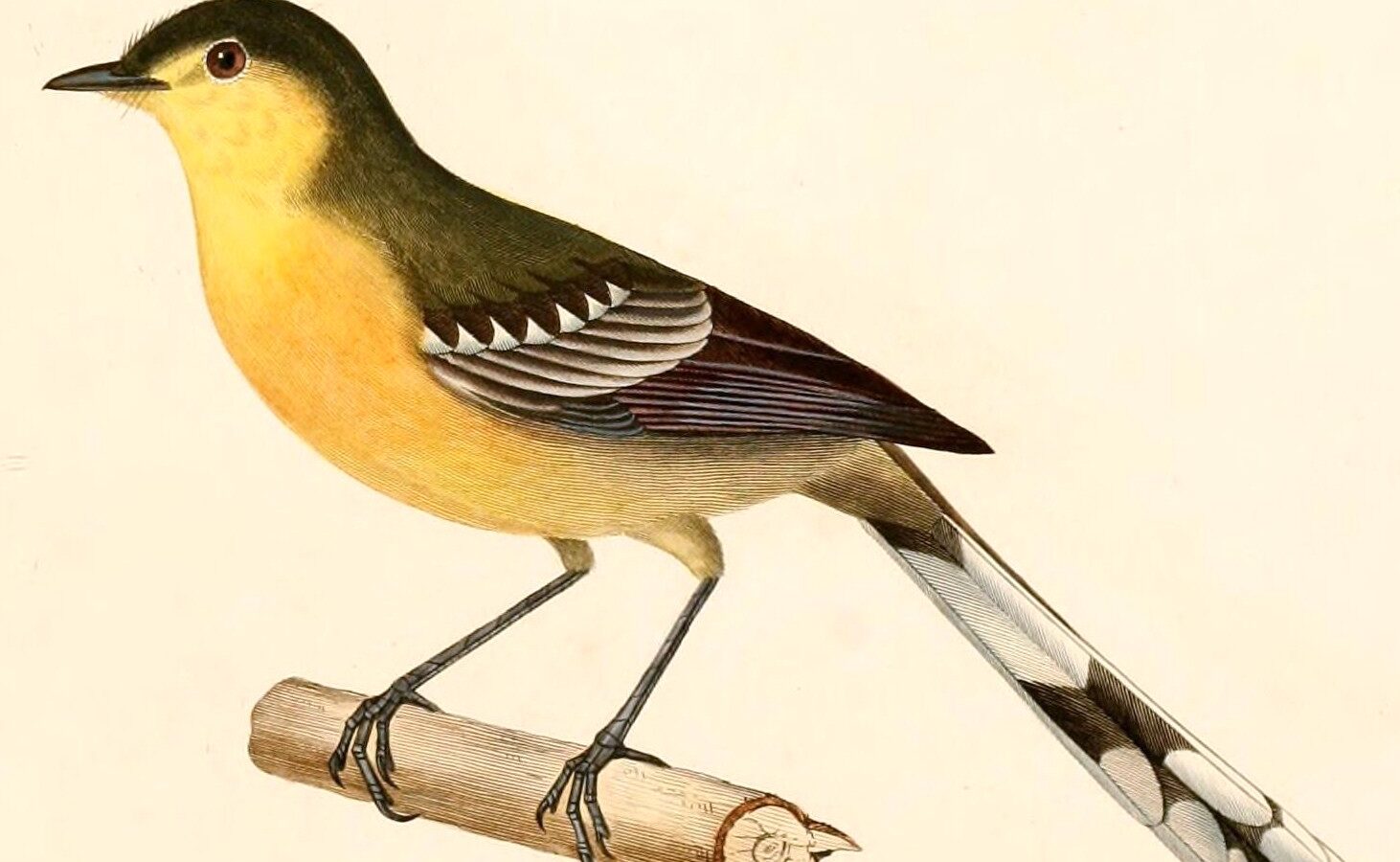 Greater Wagtail-Tyrant