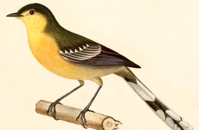 Greater Wagtail-Tyrant