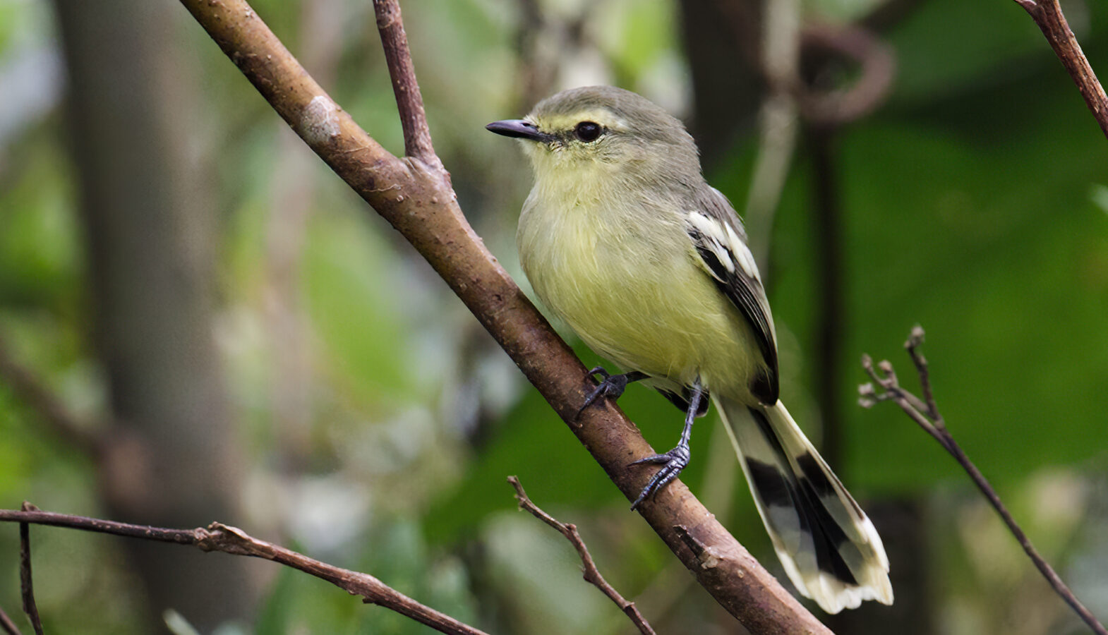 Lesser Wagtail-Tyrant