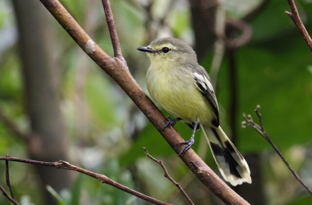 Lesser Wagtail-Tyrant