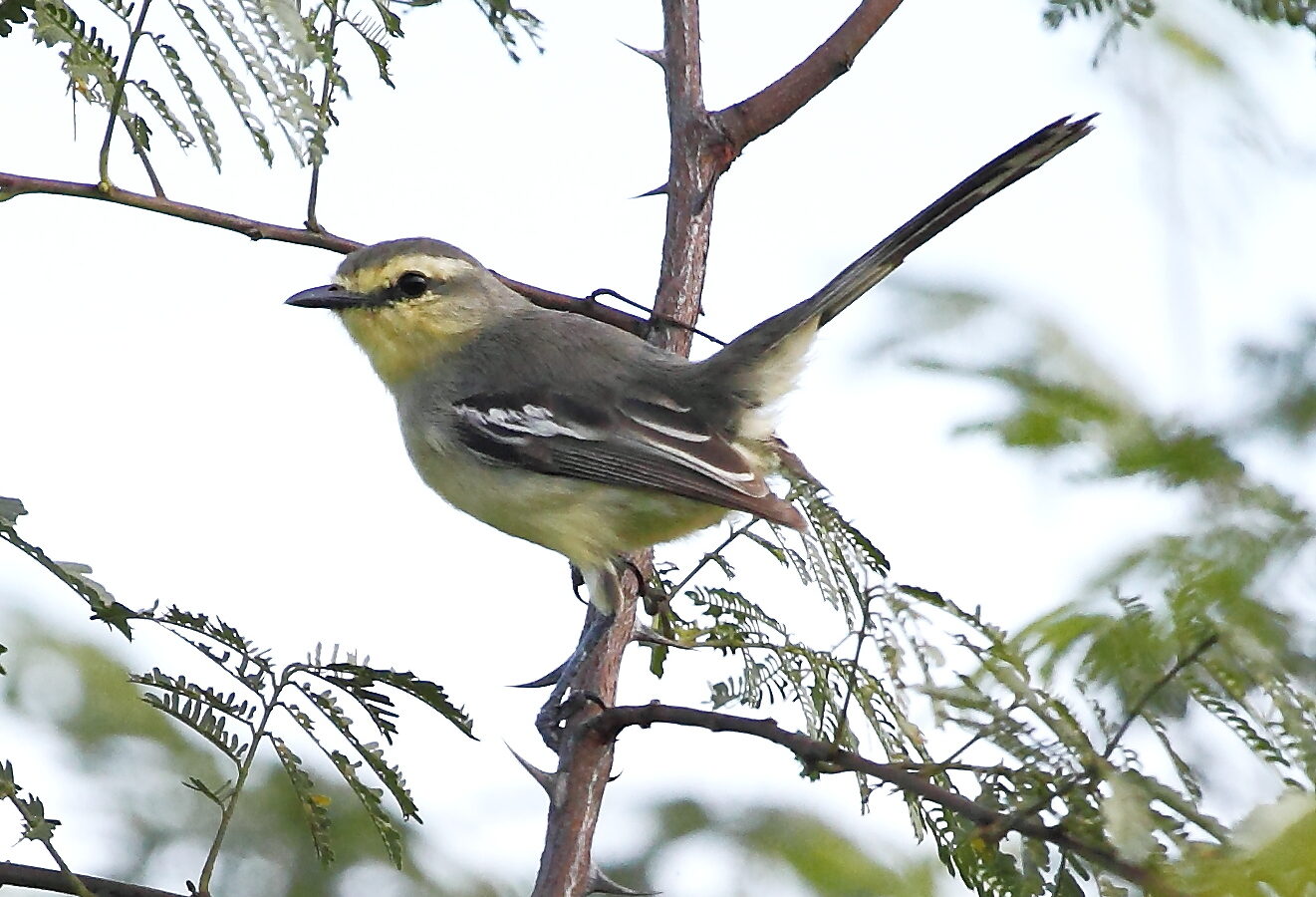 Bahia Wagtail-Tyrant