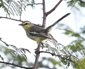Bahia Wagtail-Tyrant