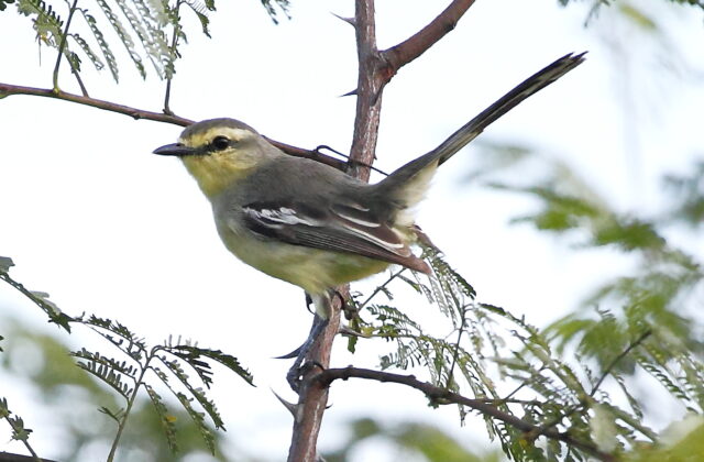Bahia Wagtail-Tyrant