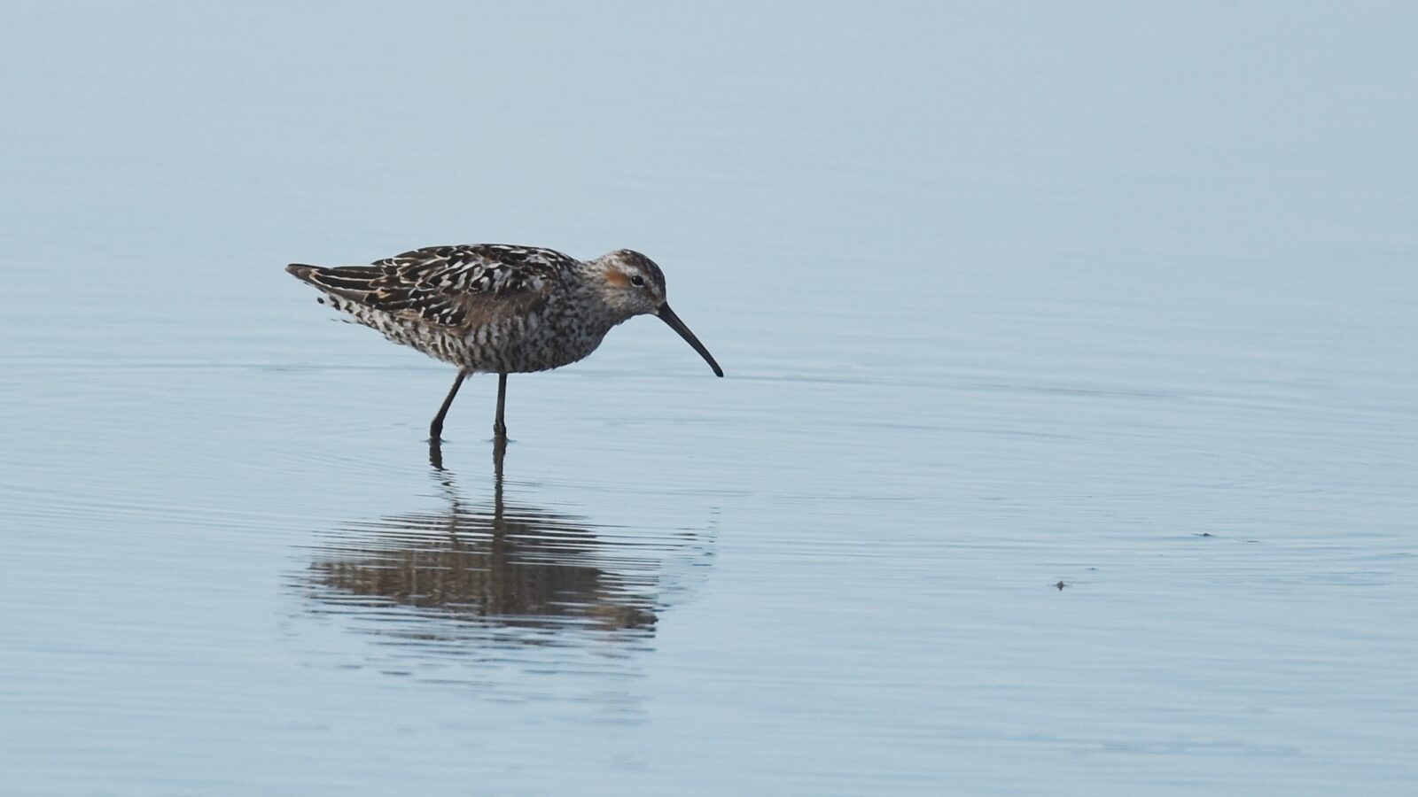 Stilt Sandpiper