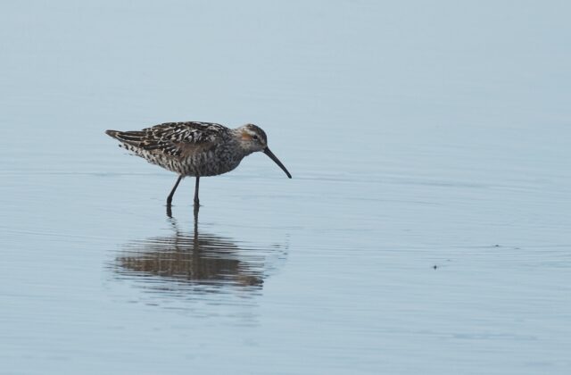 Stilt Sandpiper