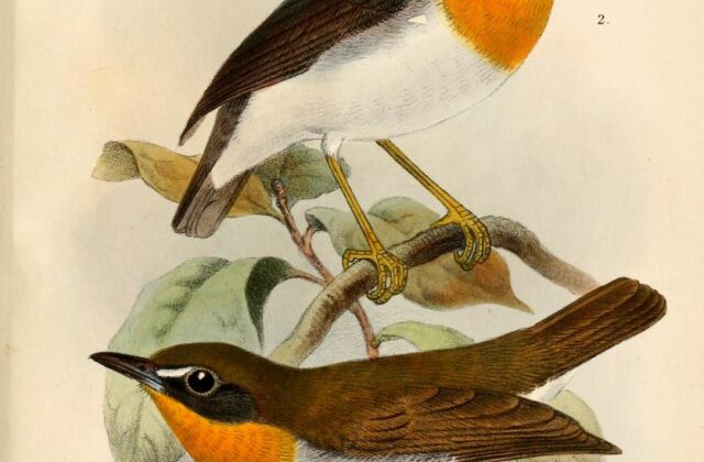 Orange-breasted Forest Robin