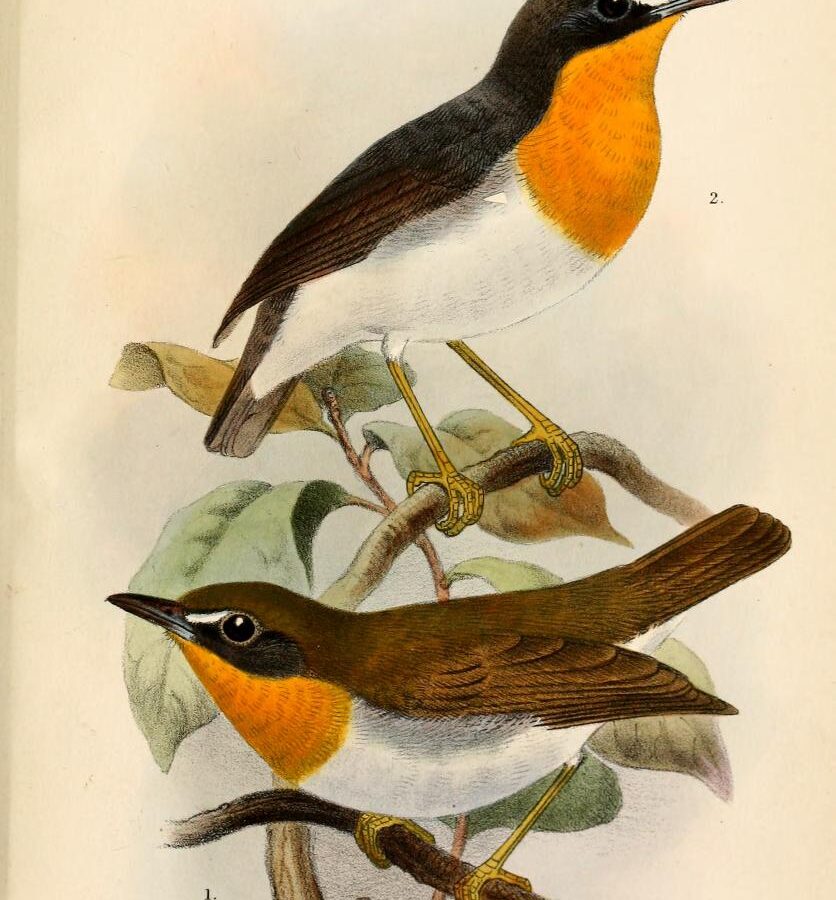 Orange-breasted Forest Robin