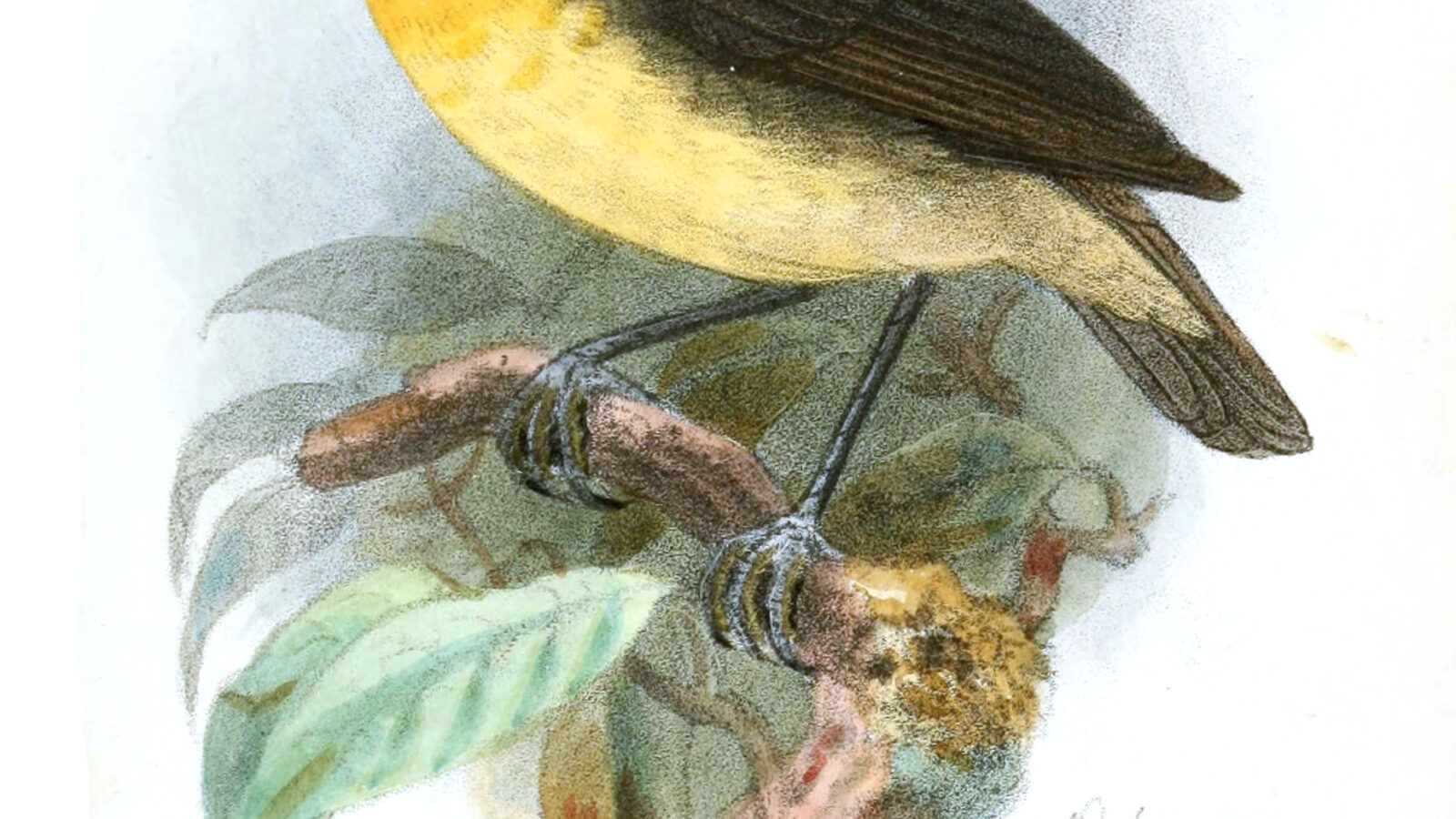 Yellow-breasted Forest Robin