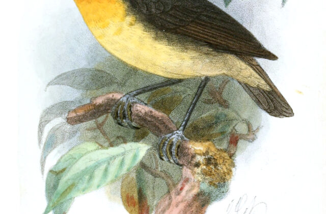 Yellow-breasted Forest Robin