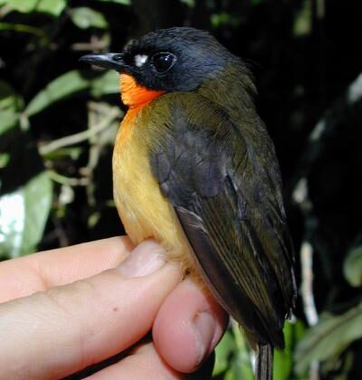 Olive-backed Forest Robin