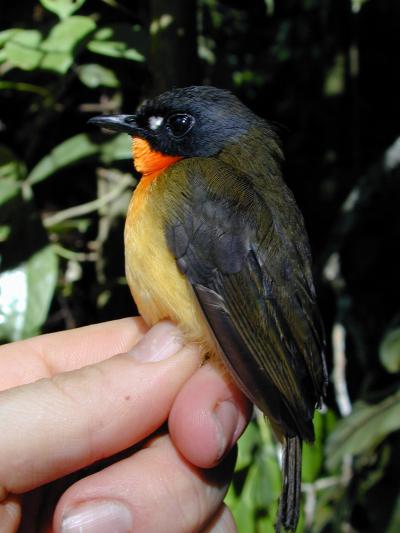 Olive-backed Forest Robin