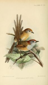 Rufous-crowned Emu-wren