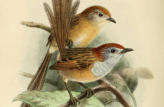 Rufous-crowned Emu-wren