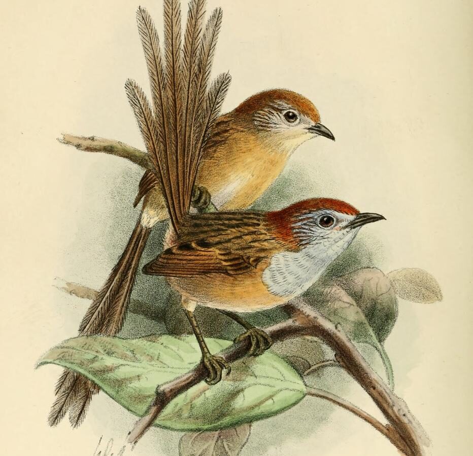 Rufous-crowned Emu-wren