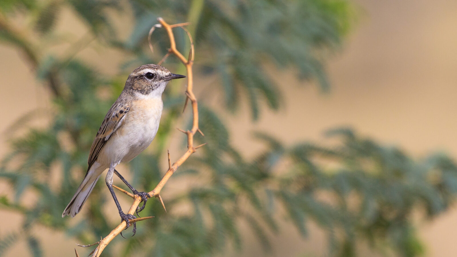 White-browed Bush Chat