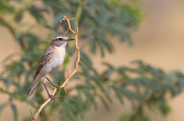White-browed Bush Chat