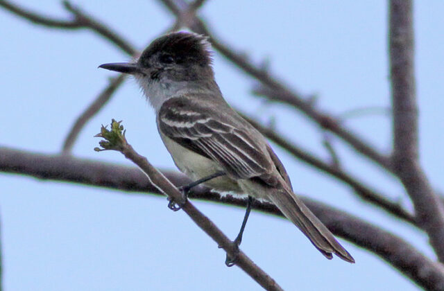 Stolid Flycatcher