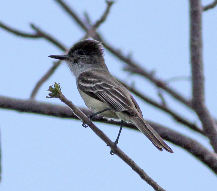Stolid Flycatcher