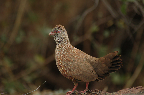 Stone Partridge