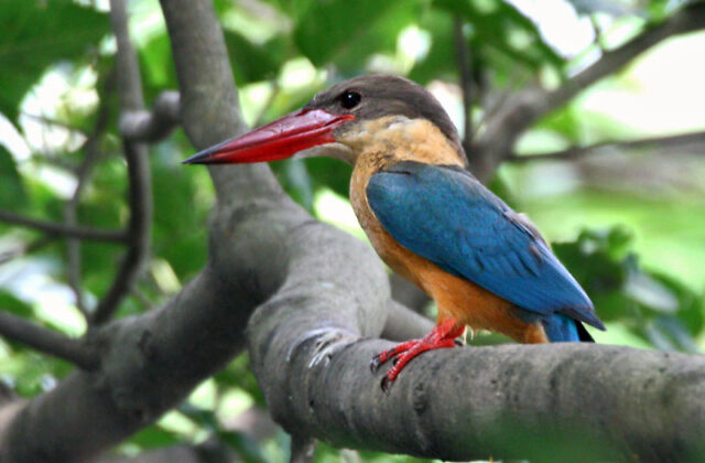 Stork-billed Kingfisher