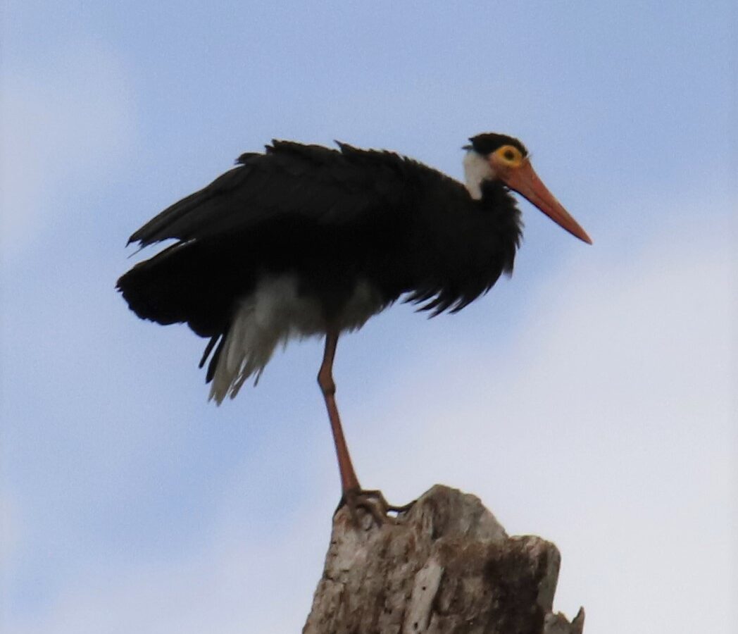 Storm’s Stork