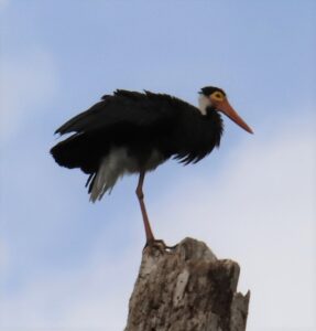 Storm’s Stork