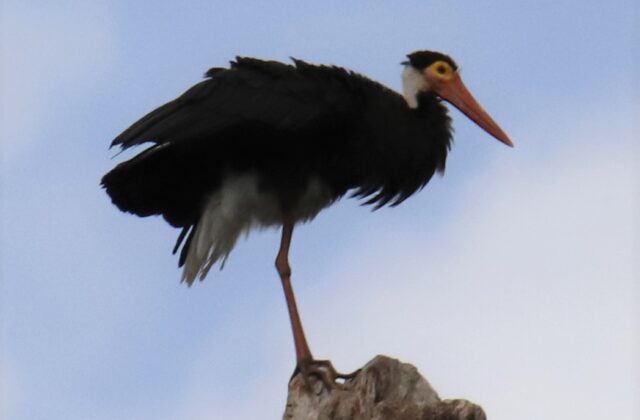 Storm’s Stork