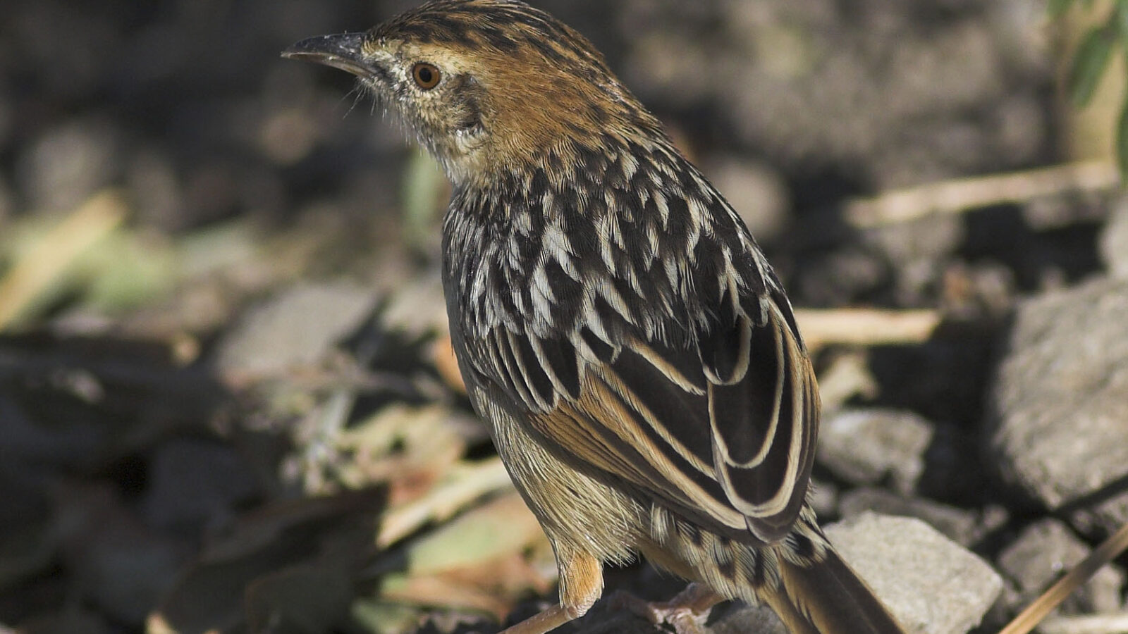 Stout Cisticola