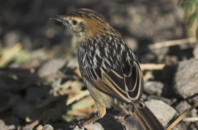Stout Cisticola
