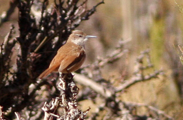 Straight-billed Earthcreeper