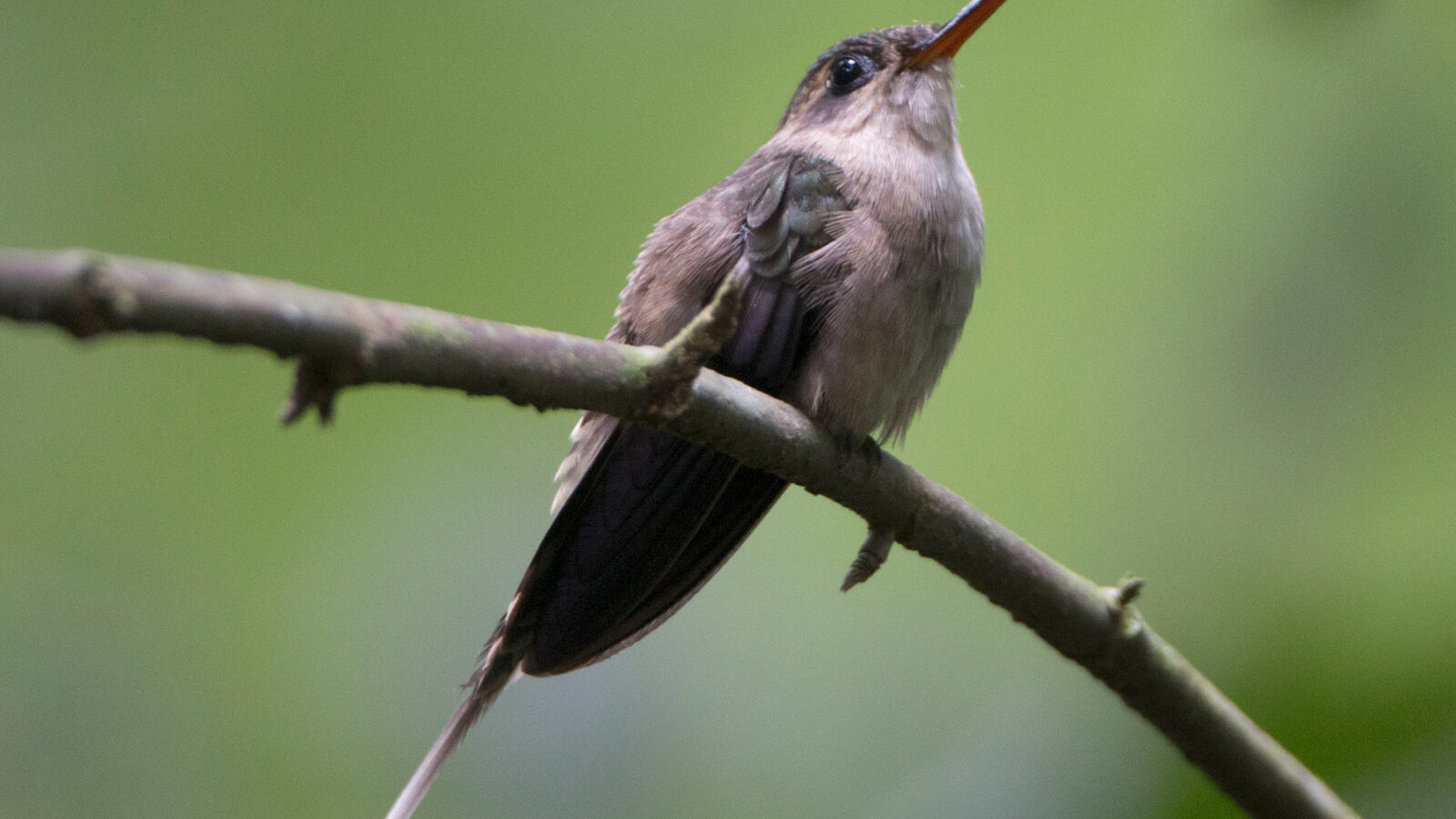 Straight-billed Hermit