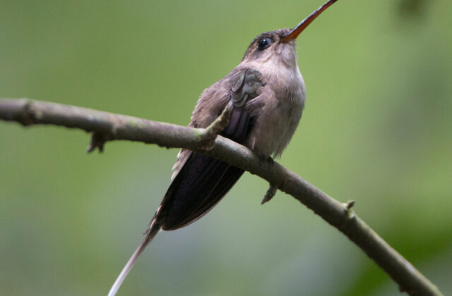 Straight-billed Hermit