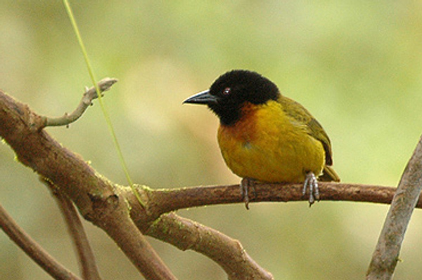 Strange Weaver