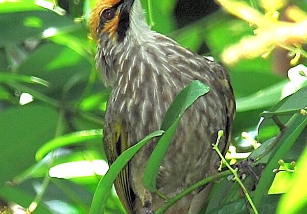 Straw-headed Bulbul