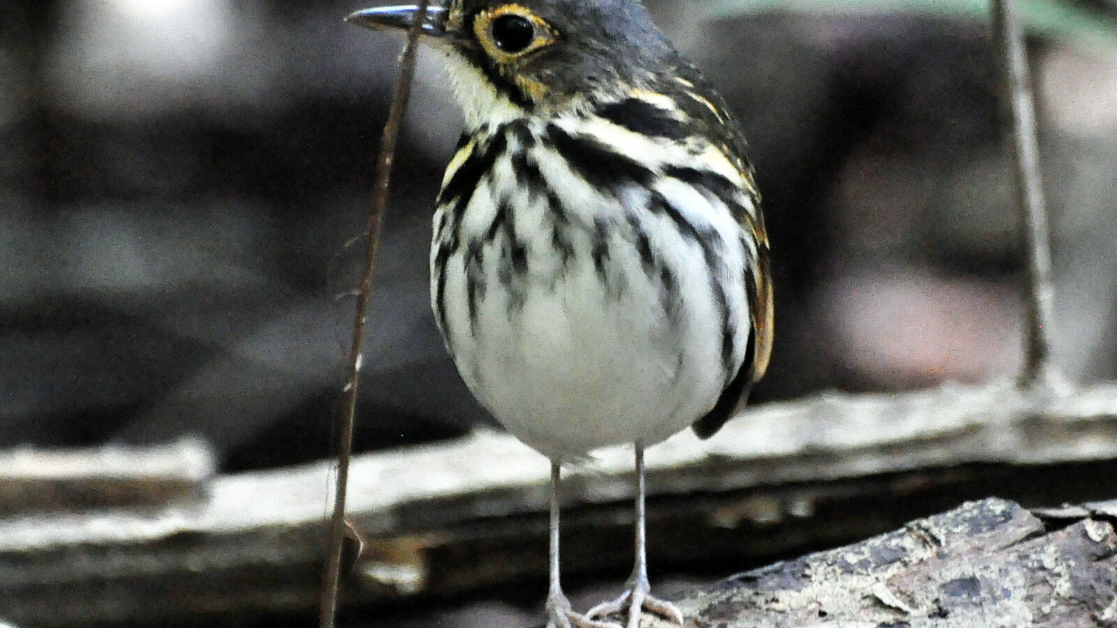 Streak-chested Antpitta